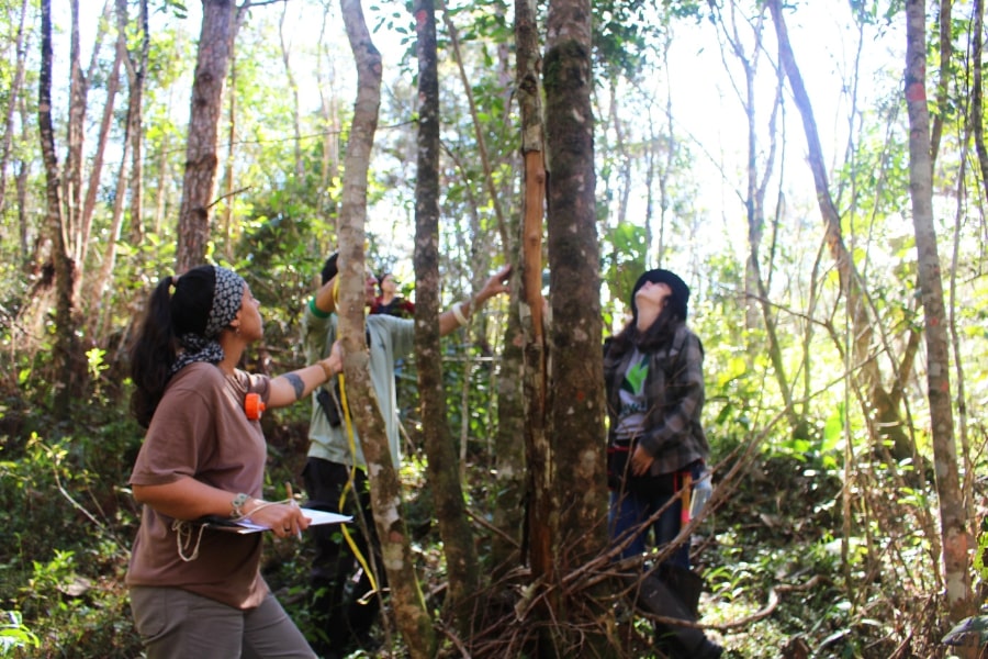 Foto de pessoas medindo galhos de árvores na floresta