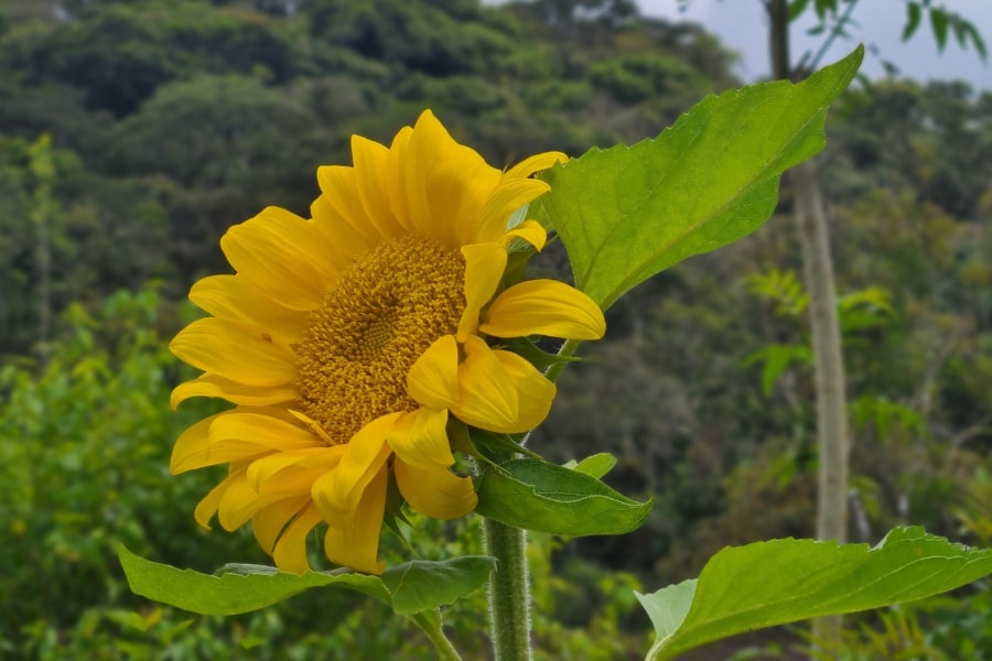 Foto de flor amarela
