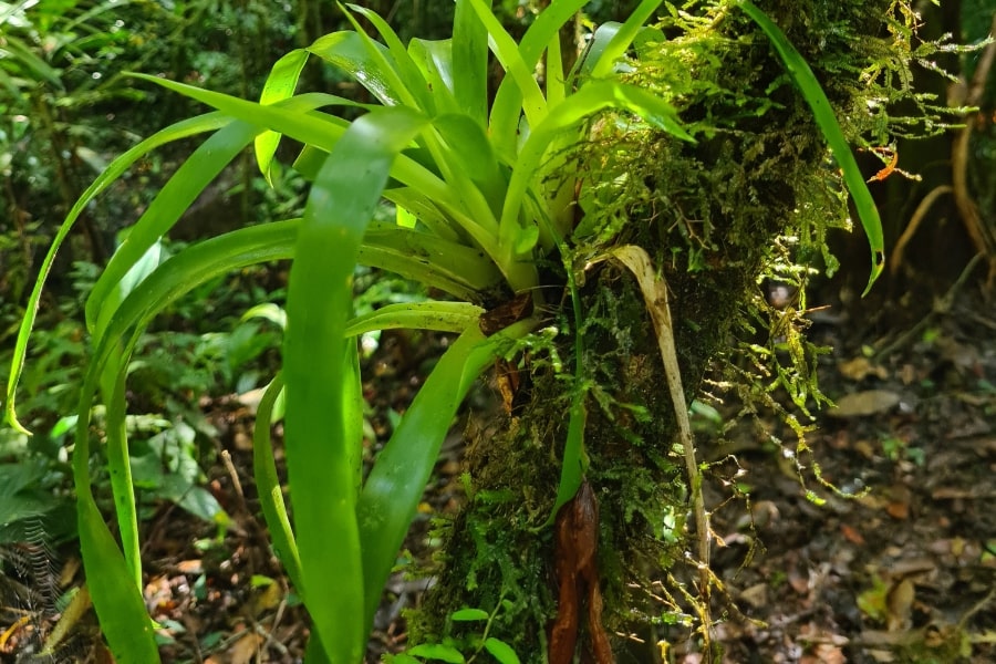 Foto de um arbusto, num tronco, no meio da mata