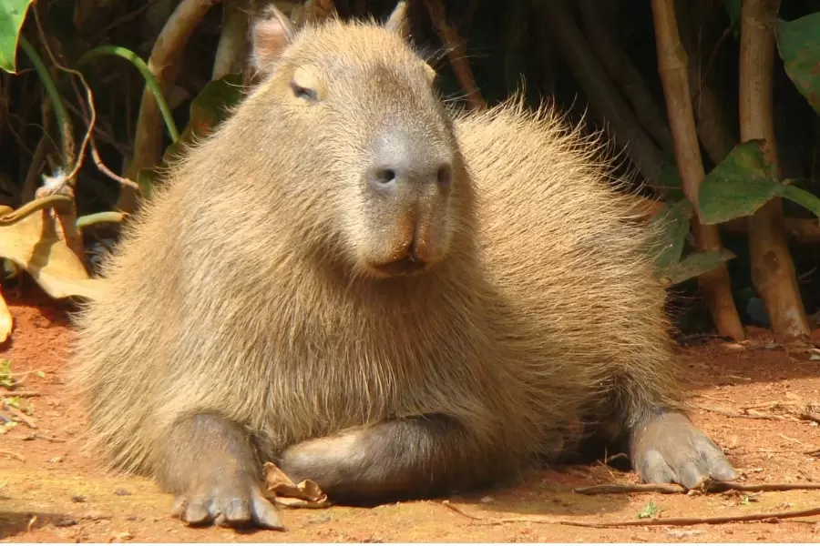 Foto de capivara