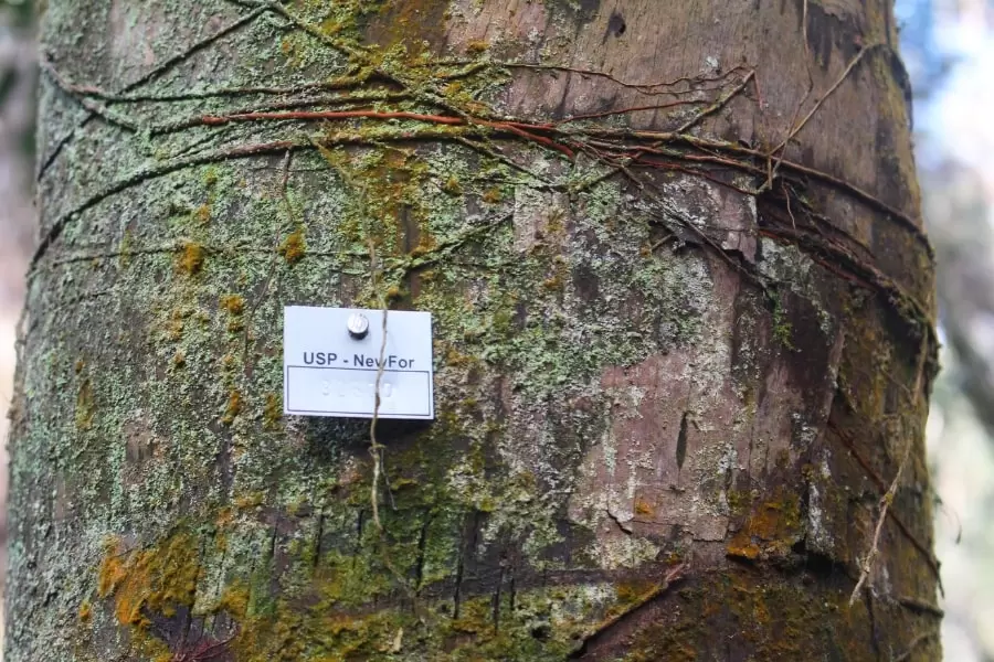 Foto de árvore do inventário florestal