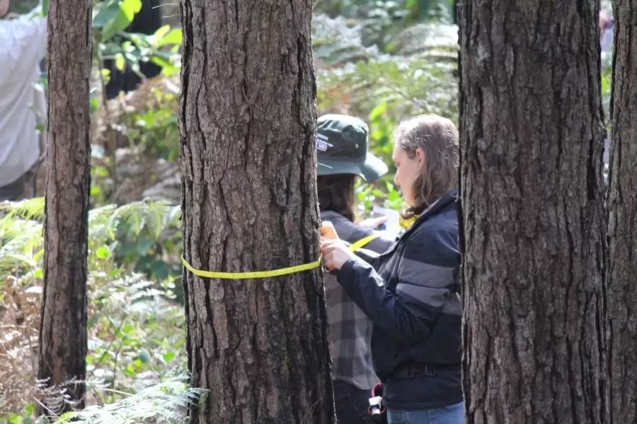 Foto de pessoa medindo o caule da árvore na floresta