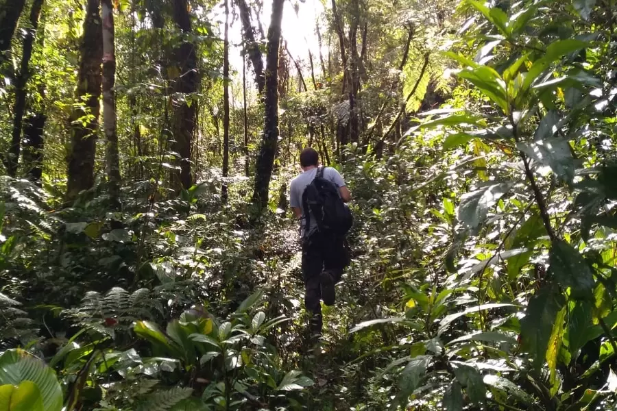 Foto de pessoa andando na floresta