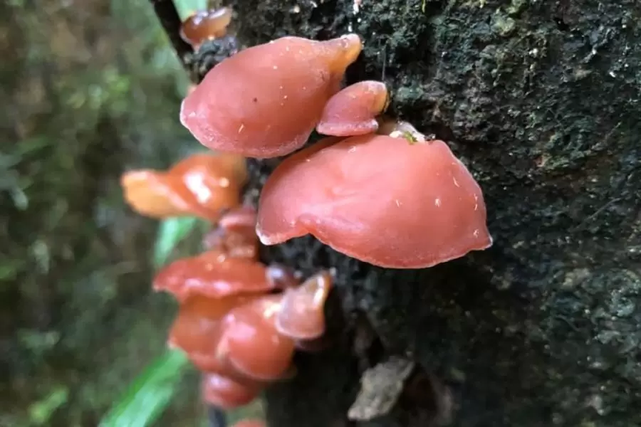 Foto de fungo na árvore