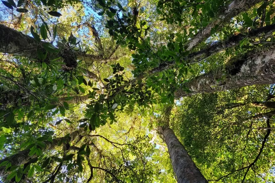 foto de copas de árvores