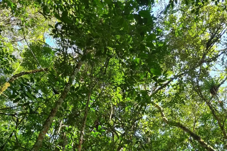 Foto de árvores em meio à floresta