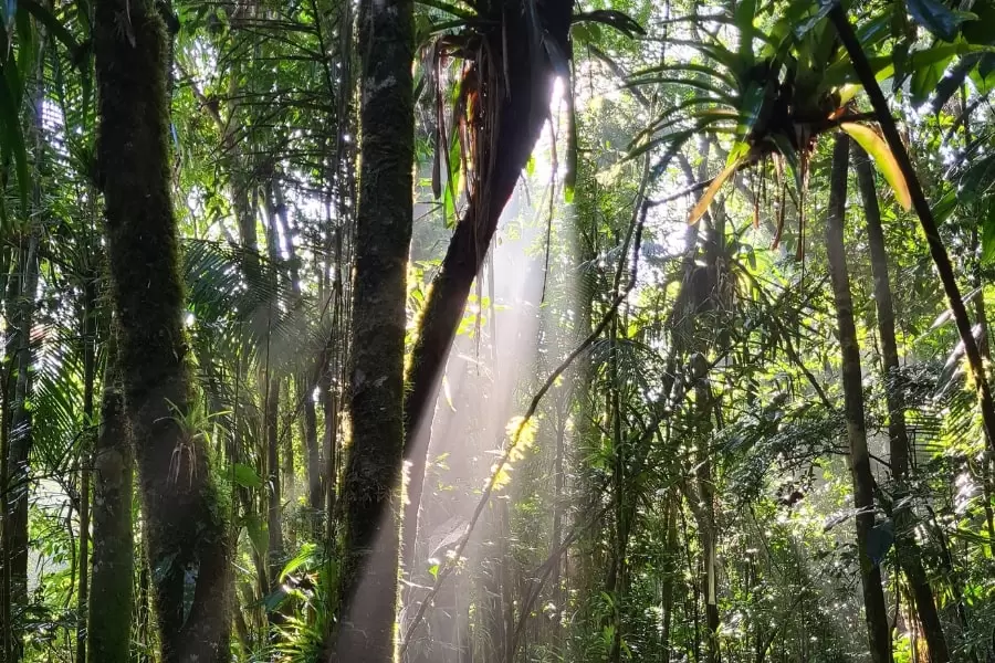 Foto de árvores na floresta, com um feixe de sol passando no meio
