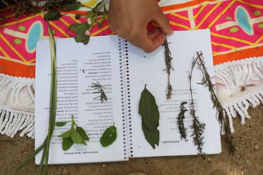 Foto de um livro aberto, com várias folhas diferentes dispostas sobre as páginas