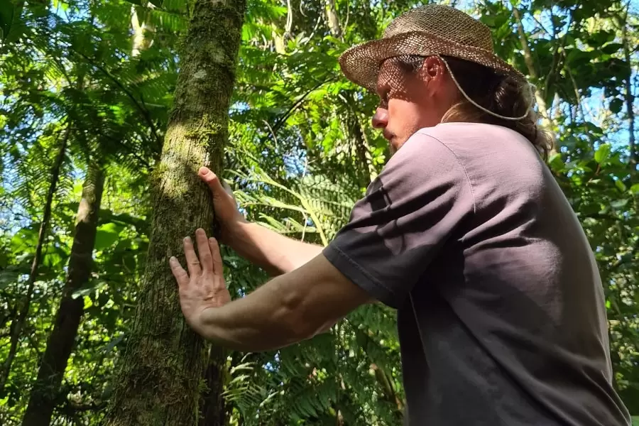 Foto homem de chapéu tocando/analisando tronco de árvore na floresta