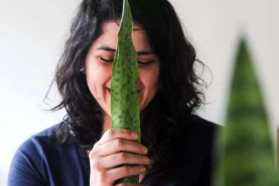 Foto de mulher segurando uma folha de espada de São jorge