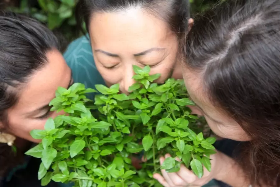 Foto de três mulheres cheirando uma planta