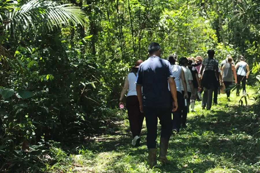 Foto de pessoas caminhando em fila no meio da floresta